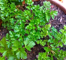 Maydanoz Nasıl Ekilir